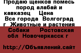 Продаю щенков помесь пород алабай и кавказец. › Цена ­ 1 500 - Все города, Волгоград г. Животные и растения » Собаки   . Ростовская обл.,Новочеркасск г.